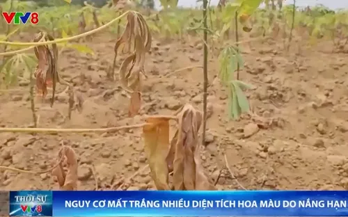 Nguy cơ mất trắng nhiều diện tích hoa màu do nắng hạn