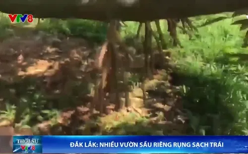 Nhiều vườn sầu riêng ở Đắk Lắk rụng hết trái vì nắng nóng