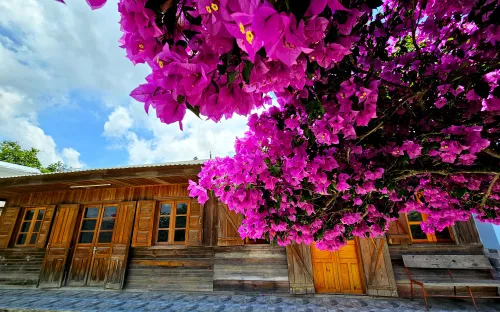 Cây hoa giấy 35 năm tuổi bung nở thu hút du khách ở Đà Lạt