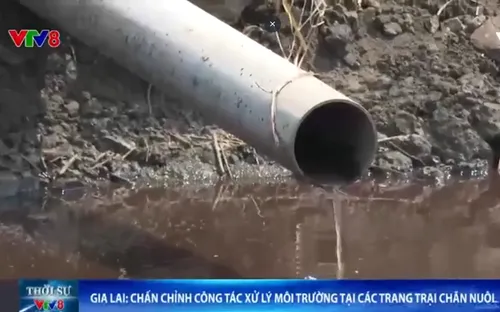 Gia Lai chấn chỉnh công tác xử lý môi trường tại các trang trại chăn nuôi