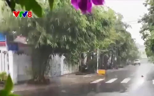 Mưa lớn giúp giải hạn nhiều vùng cây trồng ở Phú Yên