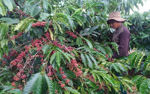 Phát triển cà phê phát thải thấp