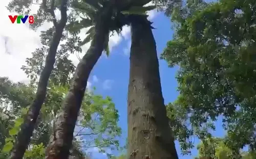 Đà Nẵng gấp rút hoàn thiện hồ sơ gia nhập thị trường carbon rừng thế giới