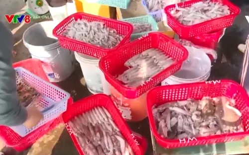 Ngư dân Hà Tĩnh liên tiếp trúng mùa mực