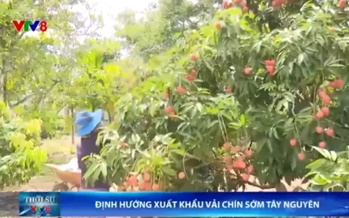 Tây Nguyên định hướng xuất khẩu vải chín sớm