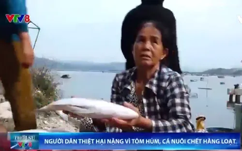 Ngư dân Phú Yên thiệt hại nặng vì tôm hùm và cá nuôi chết hàng loạt