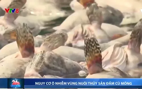 Báo động ô nhiễm môi trường sau sự cố cá, tôm chết hàng loạt trên đầm Cù Mông