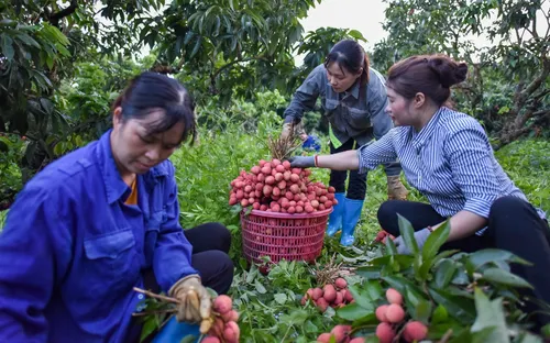 Bắc Giang xúc tiến tiêu thụ vải thiều