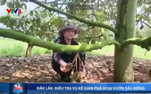 Đắk Lắk điều tra kẻ phá hoại vườn sầu riêng