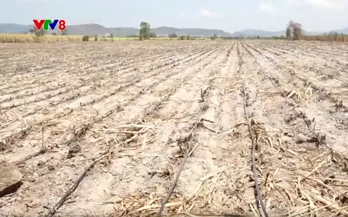 Phú Yên chủ động chuyển đổi cây trồng và triển khai các biện pháp chống hạn, mặn