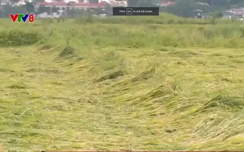 Quảng Bình: Nhiều diện tích lúa bị ngã đổ sau mưa