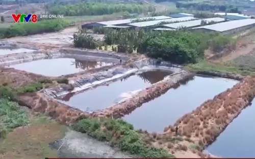 Gia Lai: Ô nhiễm nghiêm trọng từ trang trại chăn nuôi lợn sát khu dân cư