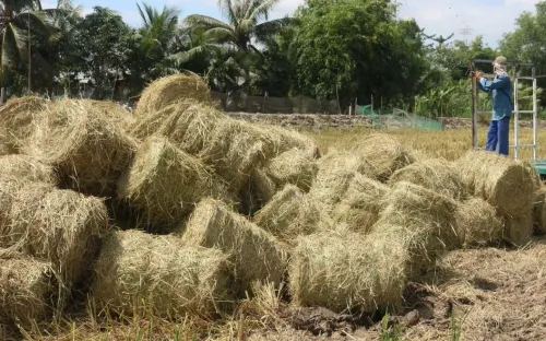 Khai thác lợi thế từ hơn 40 triệu tấn rơm