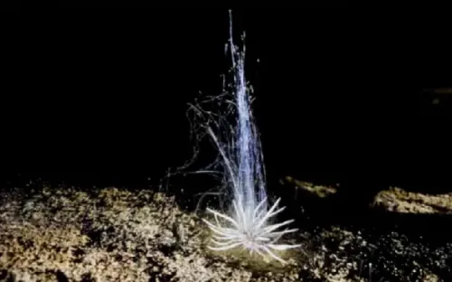 Phát hiện sinh vật lạ tại Phong Nha - Kẻ Bàng