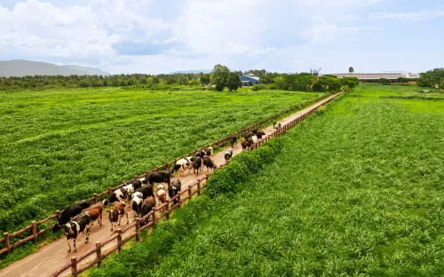 Người nông dân hưởng lợi gì khi doanh nghiệp làm “Net Zero”