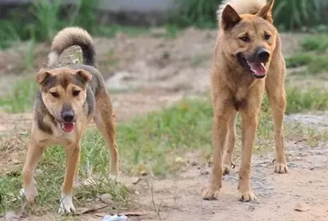 Người đàn ông tử vong sau 4 tháng bị chó dại cắn