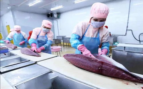 Xuất khẩu cá ngừ tăng trưởng "thần tốc"