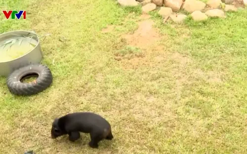 Đến thăm ngôi nhà gấu Vườn Quốc gia Bạch Mã