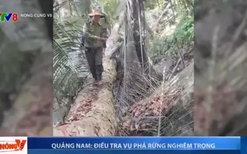 Quảng Nam: Điều tra vụ phá rừng nghiêm trọng