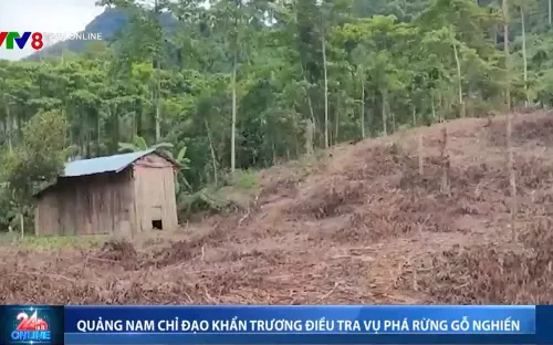 Quảng Nam: Chỉ đạo khẩn trương điều tra vụ phá rừng gỗ nghiến