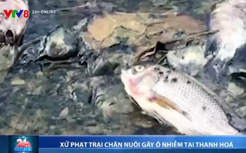 Trang trại lợn ở Thanh Hóa bị xử phạt 120 triệu đồng vì gây ô nhiễm môi trường