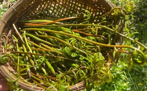 Đọt choại: rau dại mùa mưa do thiên nhiên ban tặng người dân miệt đồng