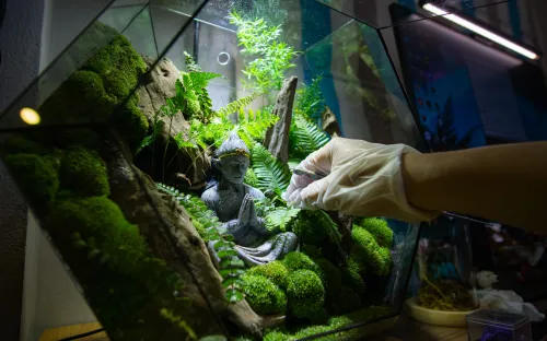 Giới trẻ chi tiền trồng cây cảnh trong bình thủy tinh