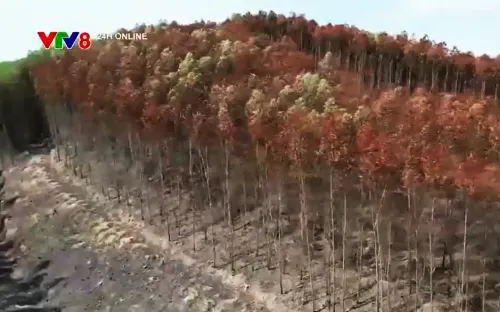 MIền Trung đối mặt nguy cơ cháy rừng trong đợt nắng nóng