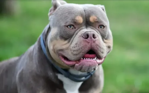 Gia tăng đột biến số vụ chó Pitbull tấn công người ở Italy