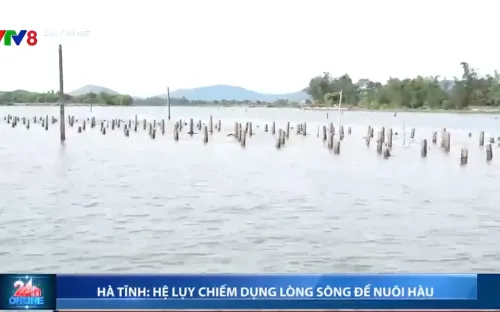 Hà Tĩnh: Cần ngăn chặn chiếm dụng lòng sông để nuôi hàu