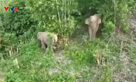 Hà Tĩnh triển khai kế hoạch hành động Quốc gia về bảo tồn voi