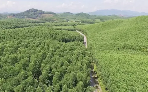 Thị trường carbon rừng:  Để phát triển cần lấp khoảng trống cơ chế