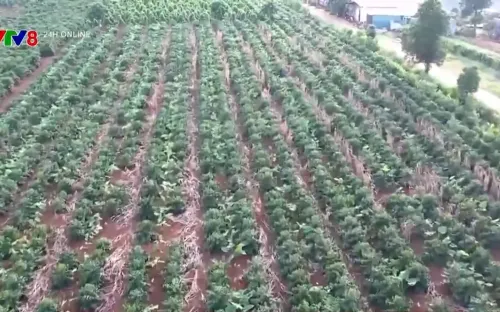 Thoát nghèo từ mô hình sản xuất cà phê nông lâm kết hợp