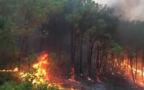 Giải pháp nào để phục hồi và bảo vệ rừng hiệu quả sau thiên tai?