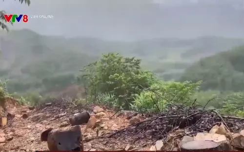 Kiểm tra hiện trường vụ phá rừng ở Quảng Nam