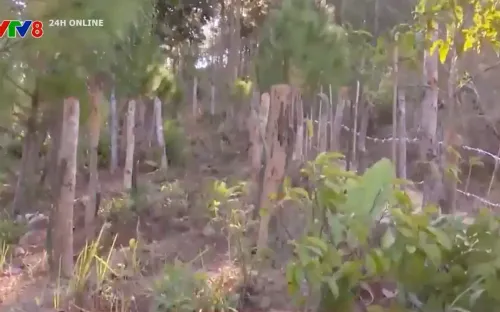 Kon Tum: Ồ ạt trồng cây, dựng nhà trái phép trong phạm vi đường bộ để chờ đền bù