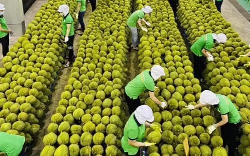 Tiềm năng xuất khẩu rau củ quả chính ngạch sang thị trường Trung Quốc