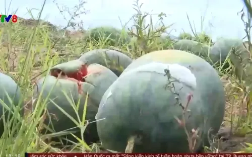 Người trồng dưa hấu ở Gia Lai lao đao