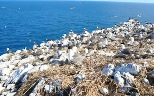 Xác lập kỷ lục Sân chim biển lớn nhất Việt Nam