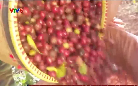 Nông nghiệp thông minh - Con đường xoá nghèo