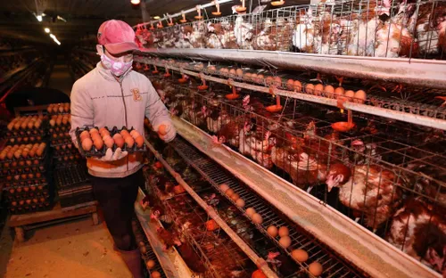 Việt Nam lần đầu bán tín chỉ gà đẻ không nhốt lồng