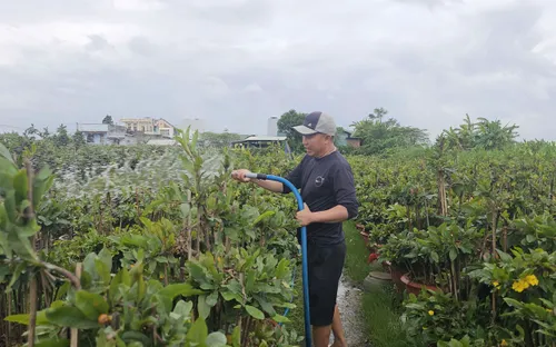 Bình Định: Thủ phủ trồng mai tất bật chuẩn bị vụ Tết Ất Tỵ