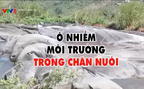 Ô nhiễm môi trường do trang trại chăn nuôi trái phép