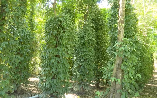 Điểm sáng thoát nghèo huyện biên giới Ia H'drai