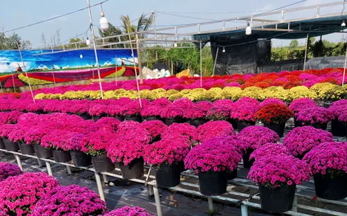 Những làng hoa lớn nhất miền Tây vào xuân