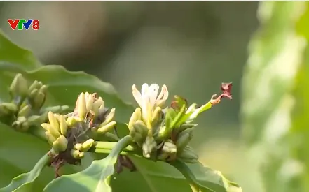 Buôn làng Tây Nguyên khởi sắc