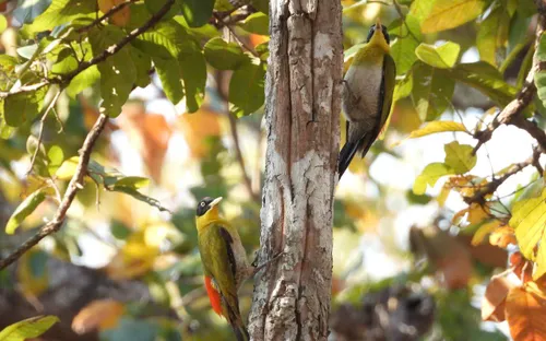 Mê mẩn mùa lá rụng ở rừng khộp Vườn quốc gia Yok Đôn