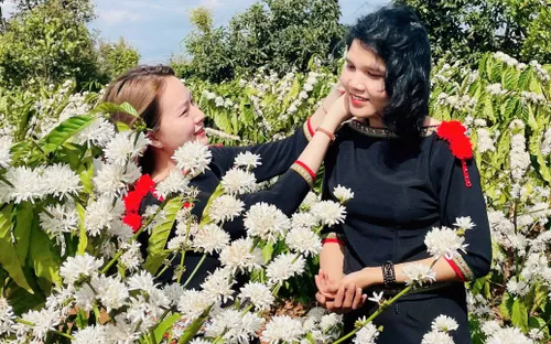 Mùa hoa cà phê thu hút khách du lịch đến Đắk Lắk