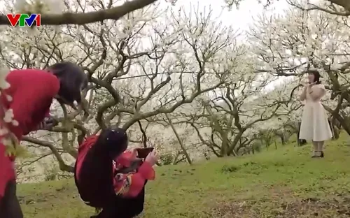 Mùa hoa rừng Tây Bắc nở rộ