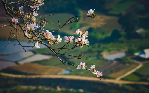 Tháng 3 chào đón những mùa hoa